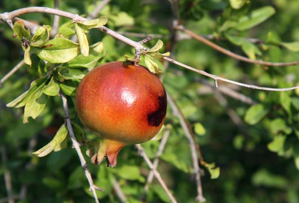 רימון